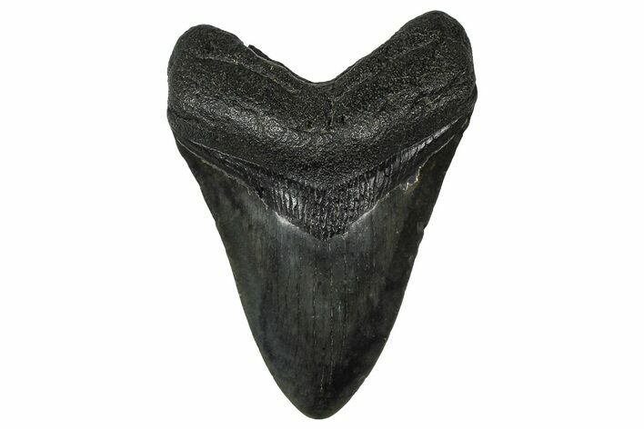 Fossil Megalodon Tooth - South Carolina #374781